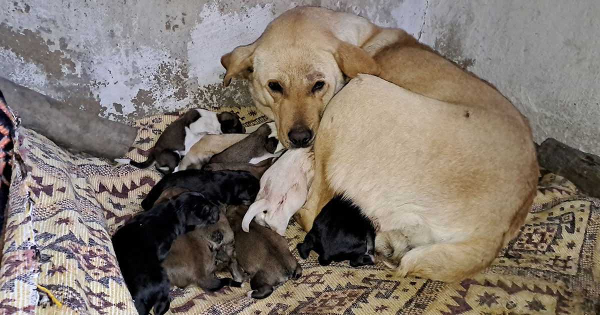 AYDIN'DA SOKAK KÖPEĞİ BİR BATINDA 12 YAVRU DOĞURDU | Denizli Yeni Olay Haber , Denizli Hava Durumu