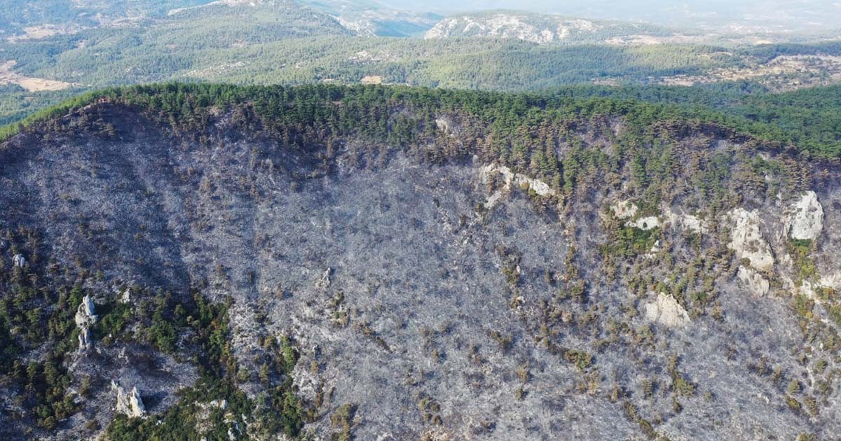 MENTEŞE'DEKİ ORMAN YANGINI KONTROL ALTINA ALINDI