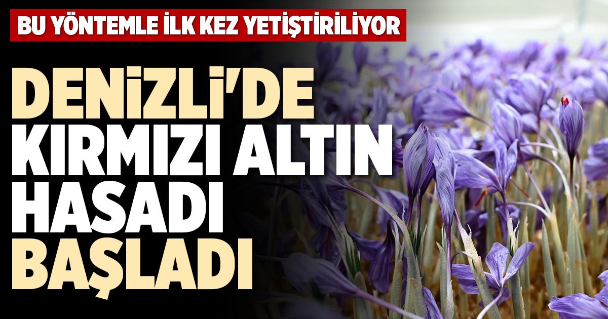 DENİZLİ'DE KIRMIZI ALTIN HASADI BAŞLADI