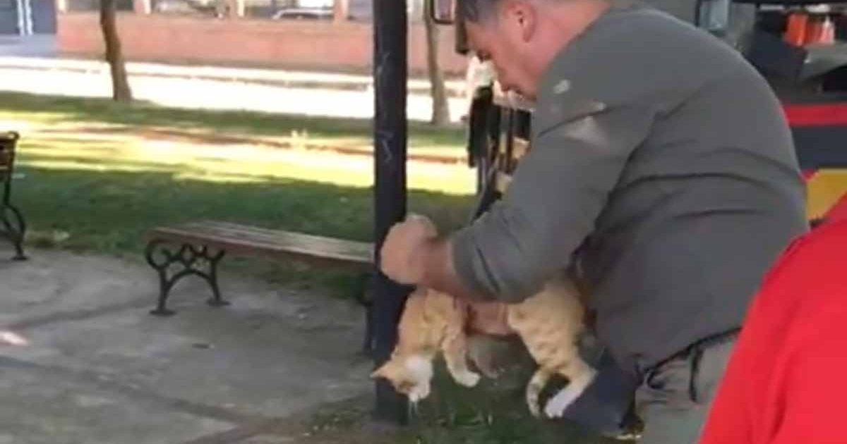 MANİSA'DA AĞAÇTA MAHSUR KALAN KEDİ KURTARILDI