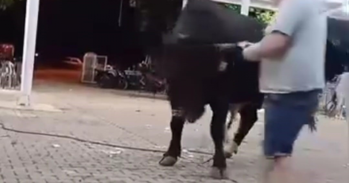 TANITIMI YAPILAN BOĞAYA PARA ATARKEN BOYNUZ DARBESİYLE YARALANDI