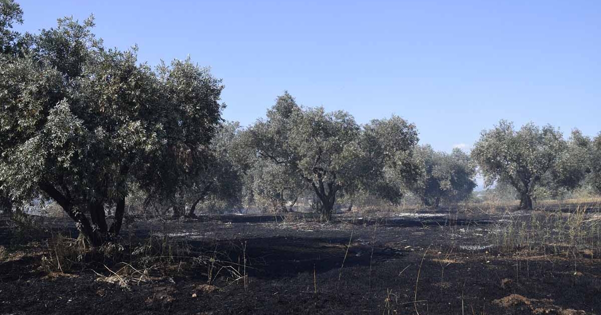 MANİSA'DA TARIM ARAZİSİNDE YANGIN