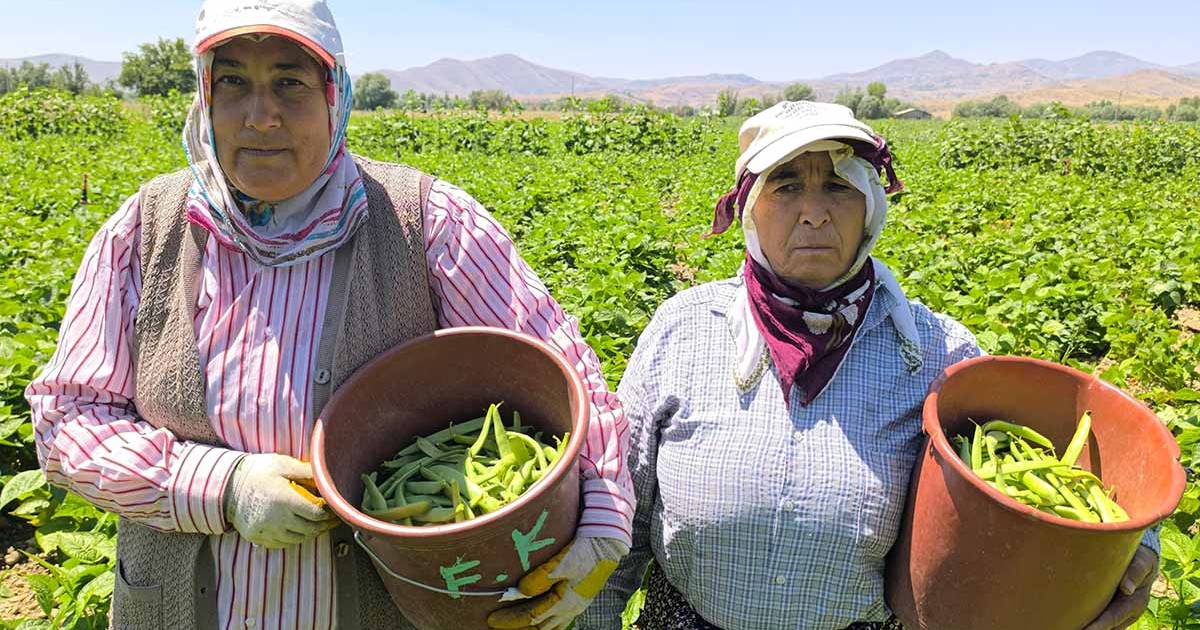 HASADI BAŞLAYAN FASULYENİN KİLOGRAMI 15-20 TL’DEN SATILIYOR