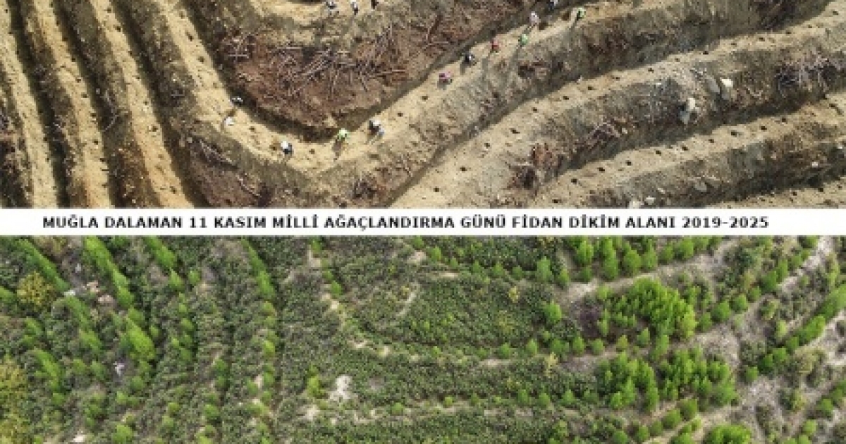 DALAMAN’DA 6 YIL ÖNCE DİKİLEN FİDANLAR ORMANA DÖNÜŞTÜ
