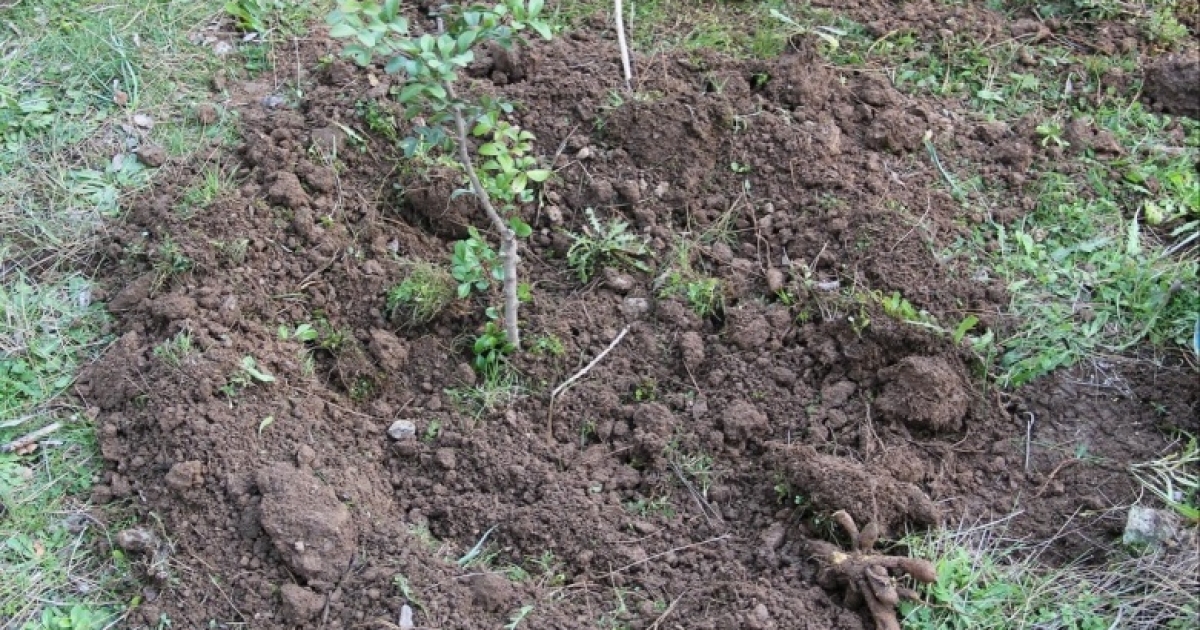 MUĞLA’DA SAKIZ ÜRETİMİ GÜÇLENİYOR, BİN 500 AŞILI FİDAN ÜRETİCİYLE BULUŞUYOR
