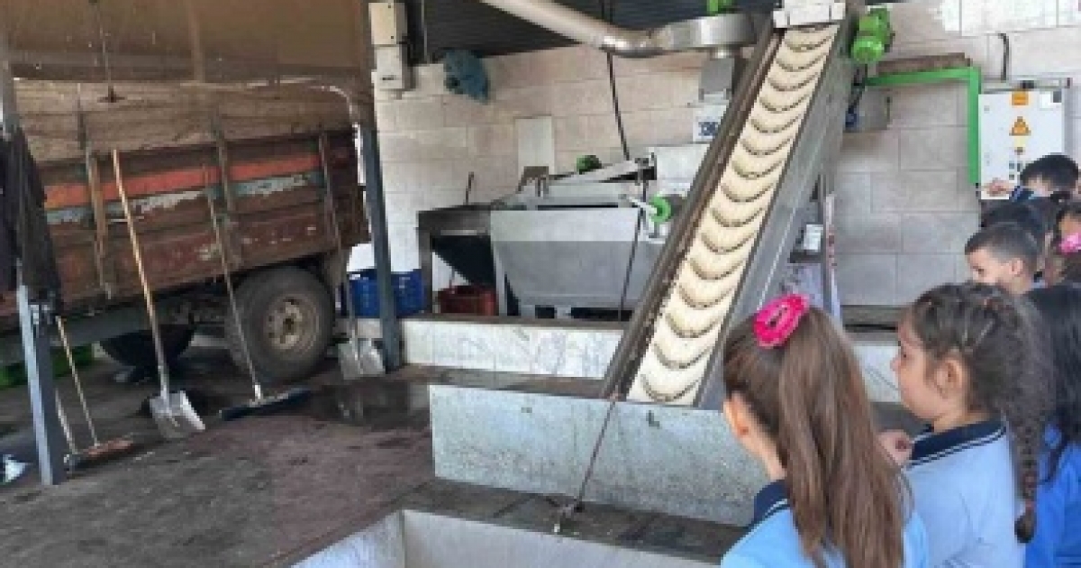 MİNİKLER ZEYTİNİN AĞAÇTAN SOFRAYA UZANAN SERÜVENİNİ UYGULAMALI ÖĞRENDİ
