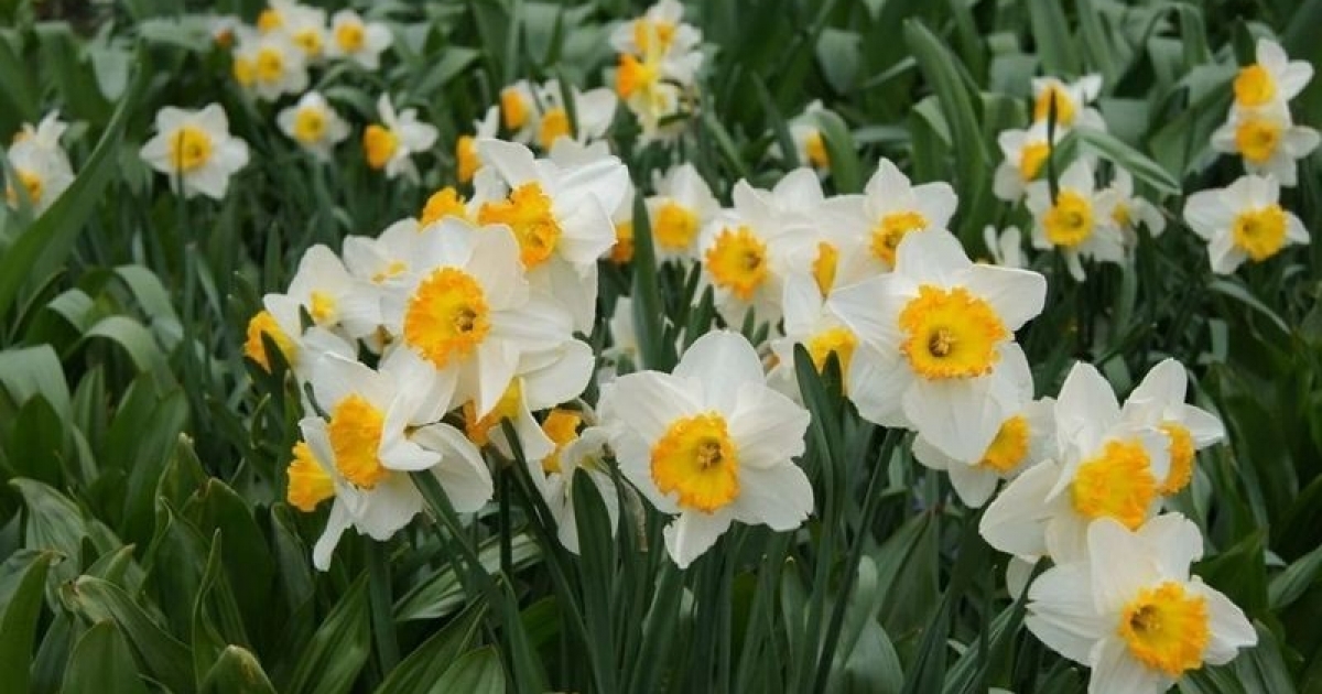 BAYINDIR’DA YETİŞEN NERGİS, BİLİMDE ÖNE ÇIKIYOR
