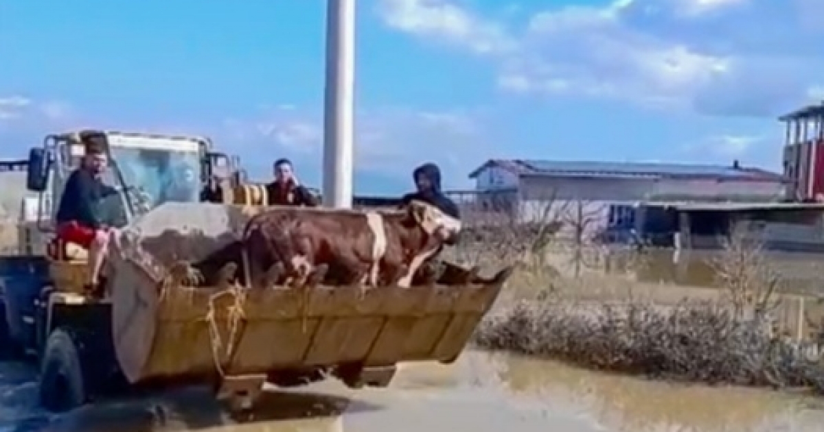 SELDE MAHSUR KALAN İNEKLER BOĞULMAKTAN KURTARILDI
