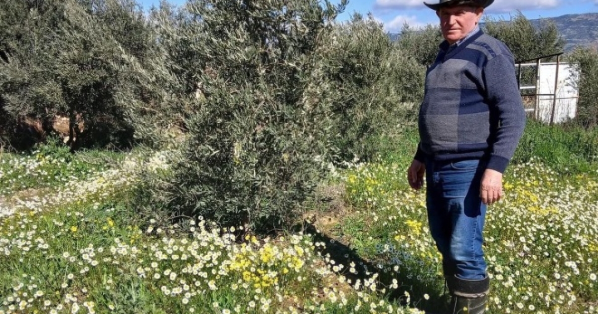 SARIGÖL’DE ŞUBAT AYINDA YALANCI BAHAR YAŞANIYOR