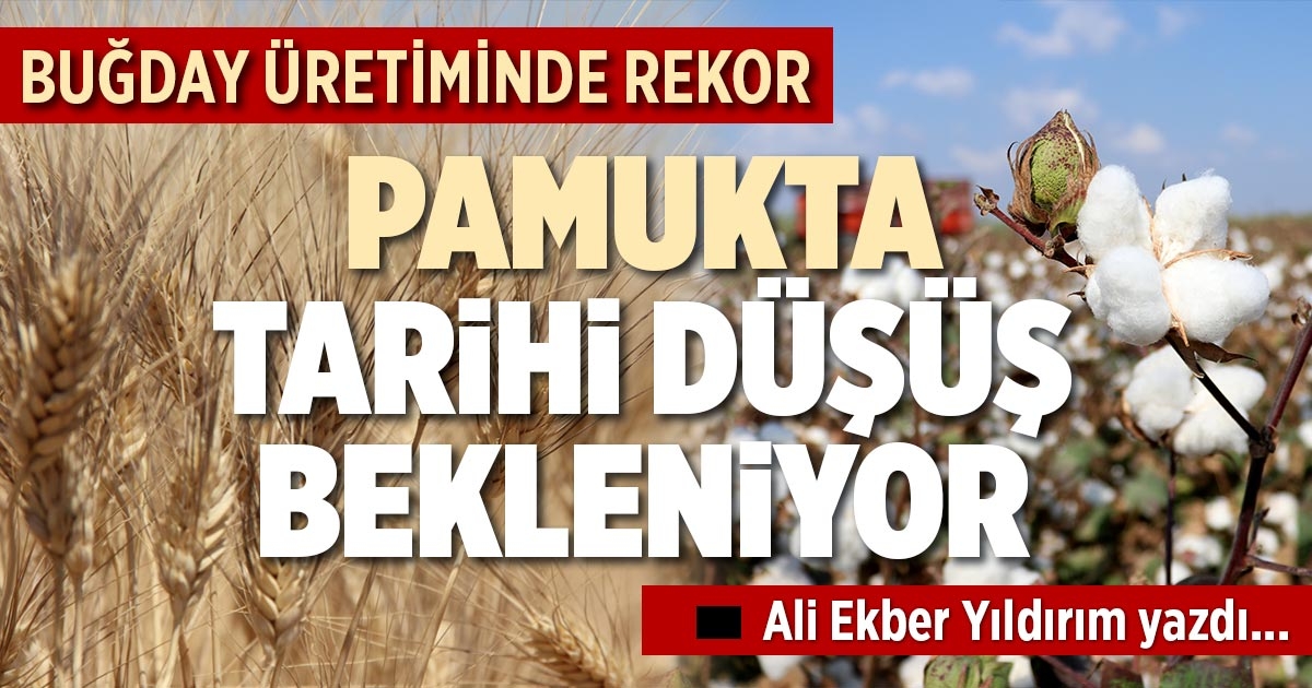 BUĞDAY ÜRETİMİNDE REKOR PAMUKTA TARİHİ DÜŞÜŞ BEKLENİYOR