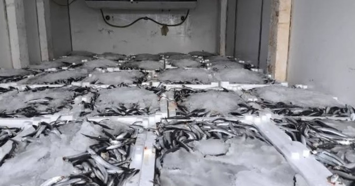 AYDIN’DA NAKİL BELGESİZ 290 KASA BALIĞA EL KONULDU
