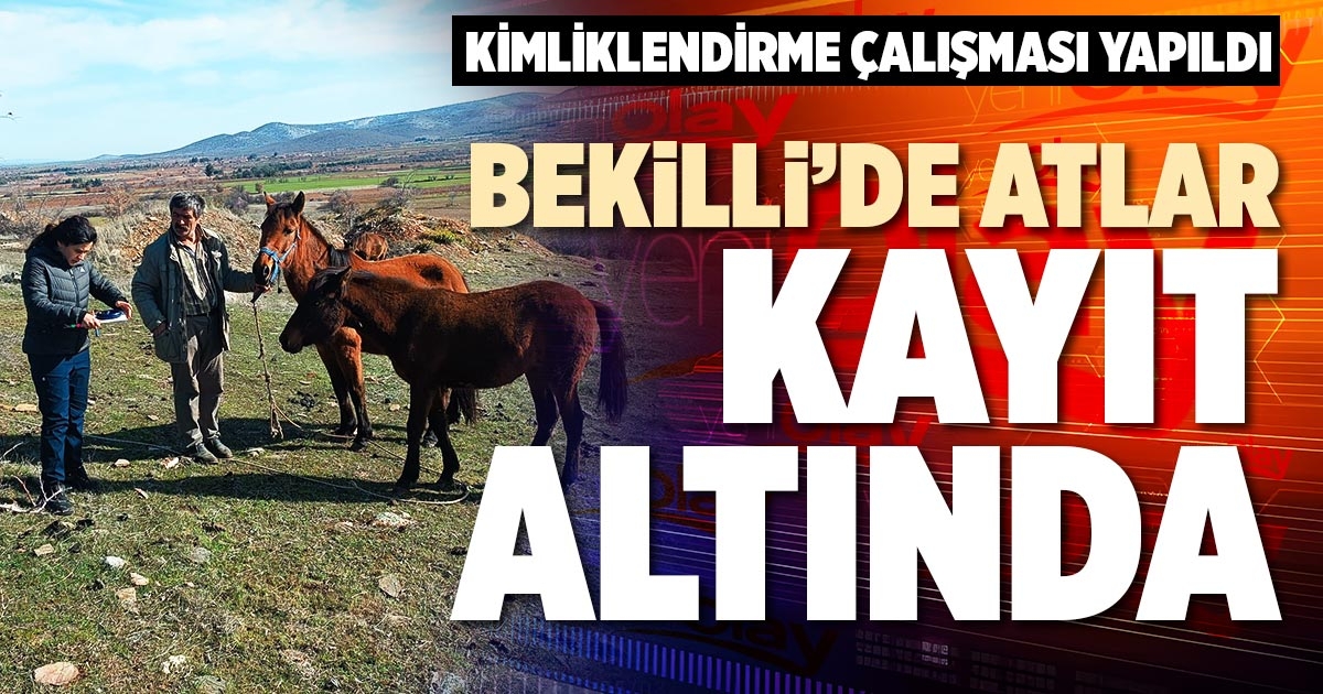 BEKİLLİ’DE ATLAR KAYIT ALTINDA