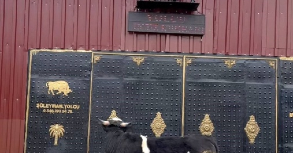 HEYKELİ GERÇEK SANIP KAÇTI: TOSUNUN ŞAŞKINLIĞI SOSYAL MEDYADA GÜNDEM OLDU
