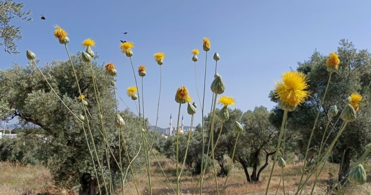 DOĞASEVERLERDEN TÜLÜŞAH İÇİN 