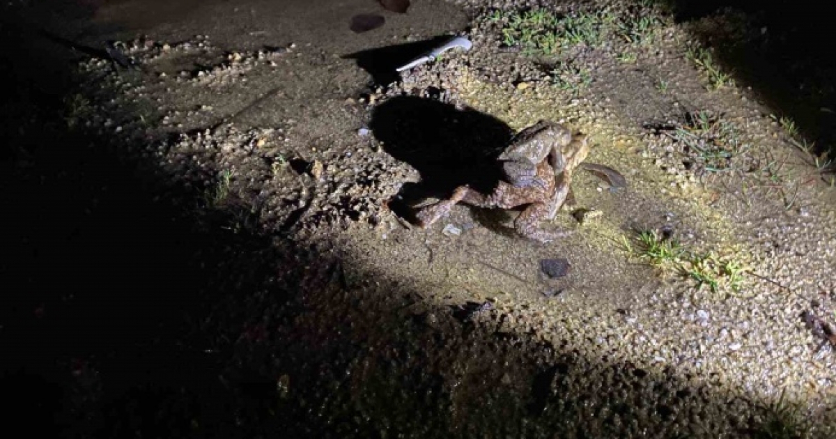 KÜTAHYA’DA 5 BİN YILLIK GÖÇ YENİDEN BAŞLADI