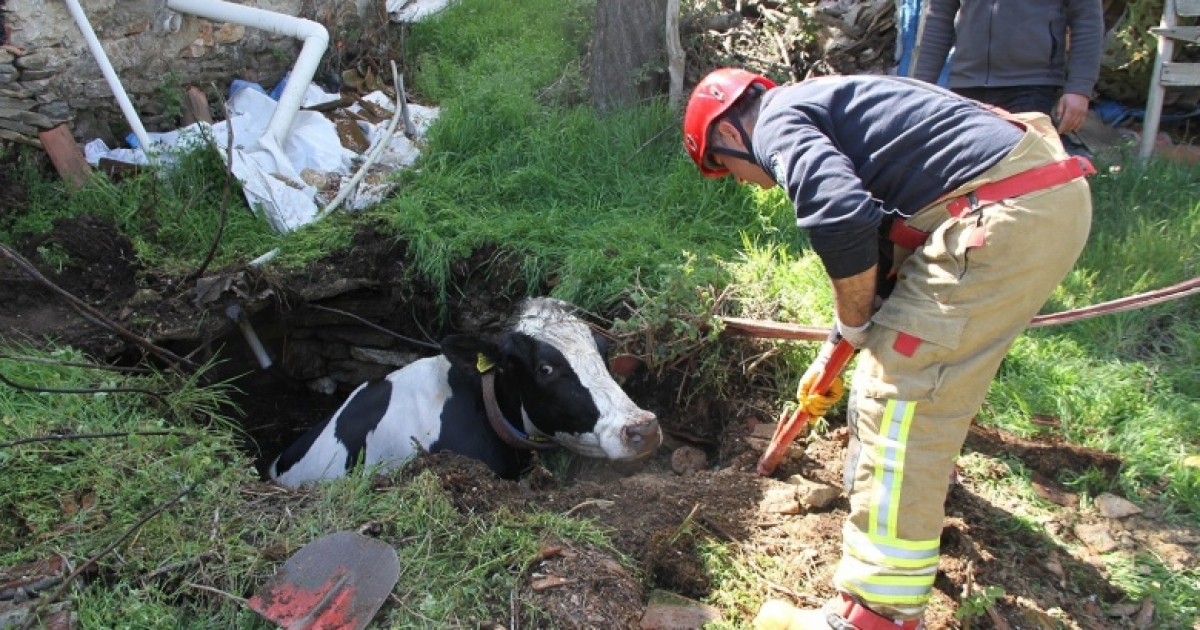 KUYUYA DÜŞEN 7 AYLIK GEBE İNEK KURTARILDI
