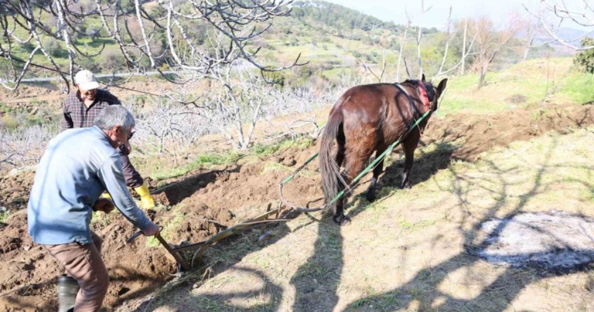 GENÇLER KÖYÜ TERK EDİNCE İŞ YAŞLILARA KALDI