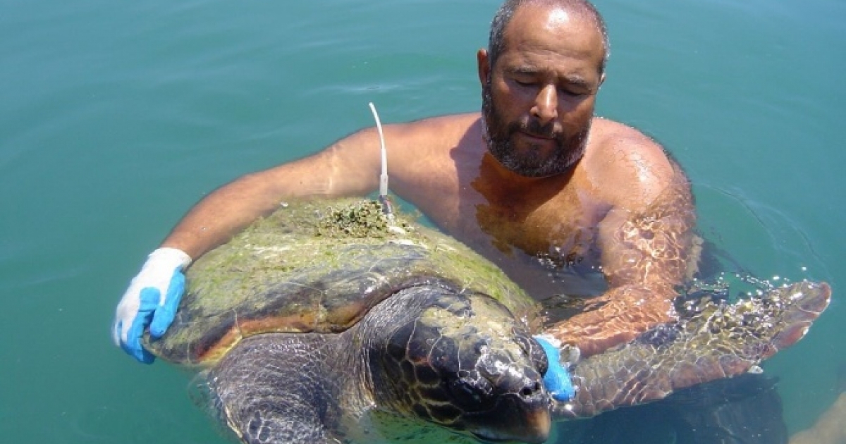 KUŞADASI KÖRFEZİ’NDE ‘DENİZ KAPLUMBAĞASI’ ALARMI
