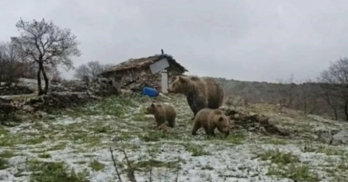 KIŞ UYKUSUNDAN UYANAN ANNE AYI YAVRULARI İLE YAYLAYA İNDİ
