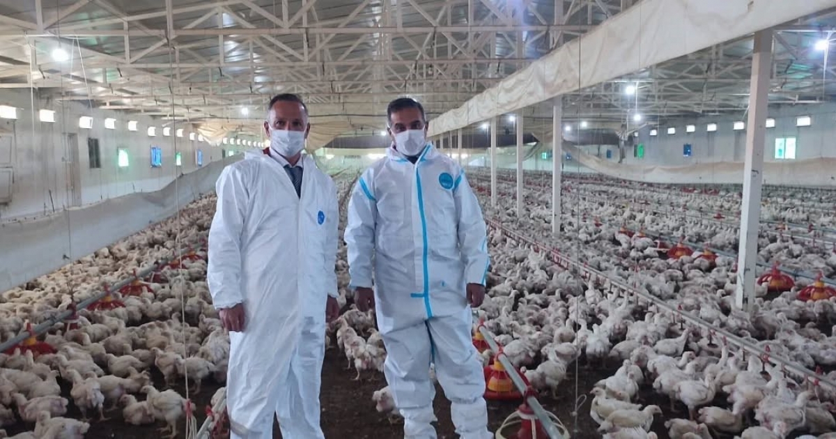 AYDIN’DA KANATLI ÜRETİMİ 71 İŞLETMEDE SÜRÜYOR
