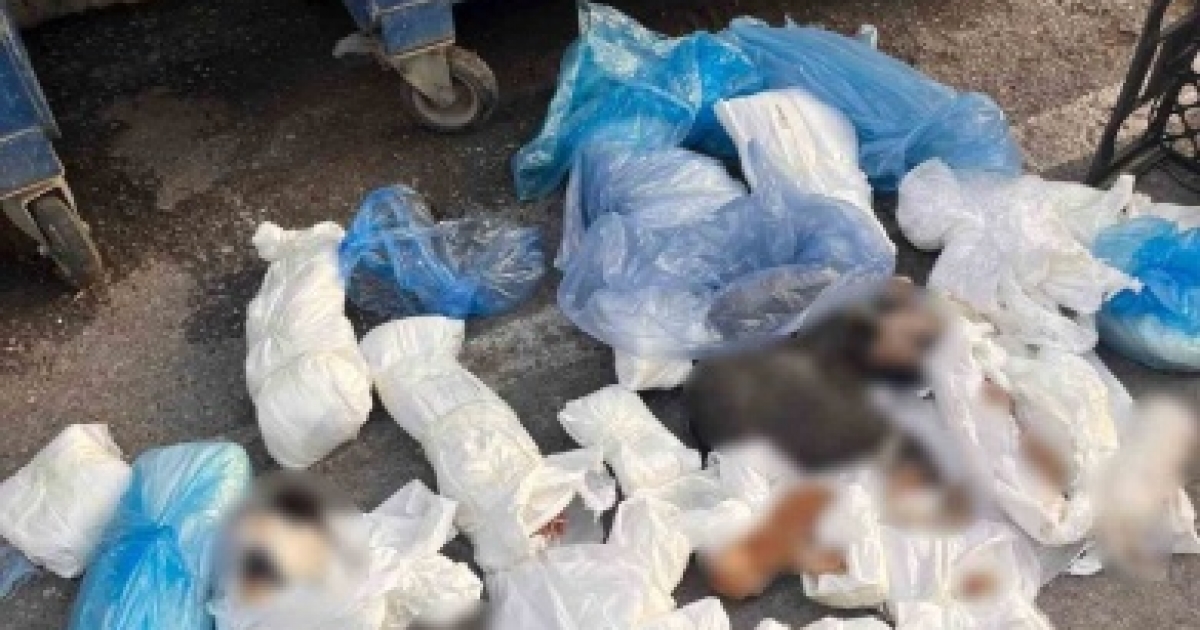 İZMİR’DE POŞETLER İÇİNDE 33 ÖLÜ KEDİ BULUNDU
