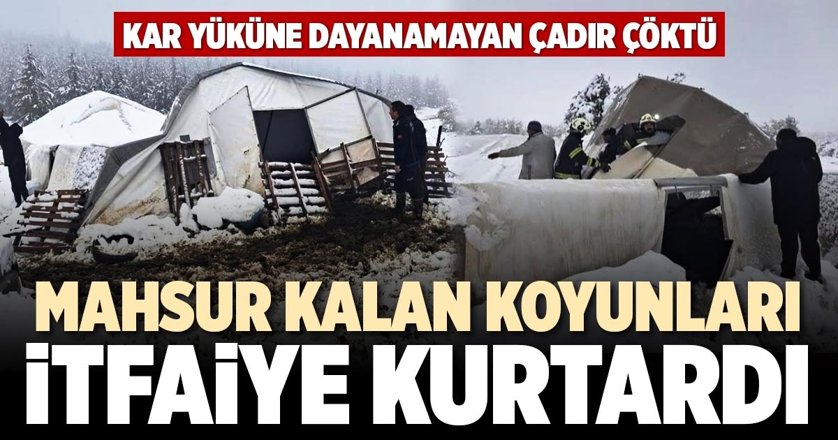 MAHSUR KALAN KOYUNLARI İTFAİYE KURTARDI