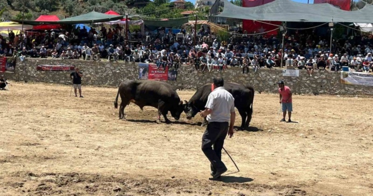 GERMENCİK’TE 63 ÇİFT BOĞA GÜREŞTİ
