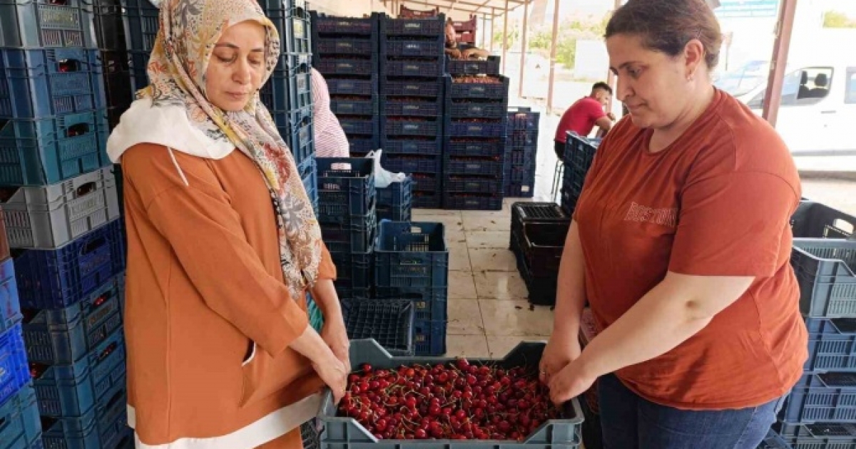 25 YIL ÖNCE DİKİLEN KİRAZ FİDANLARI SELENDİ’Yİ AVRUPA’YA TAŞIDI
