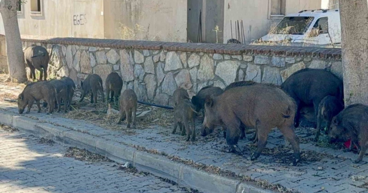 BODRUM’DA GÜNDÜZ VAKTİ DOMUZ SÜRÜSÜ MAHALLEYE İNDİ
