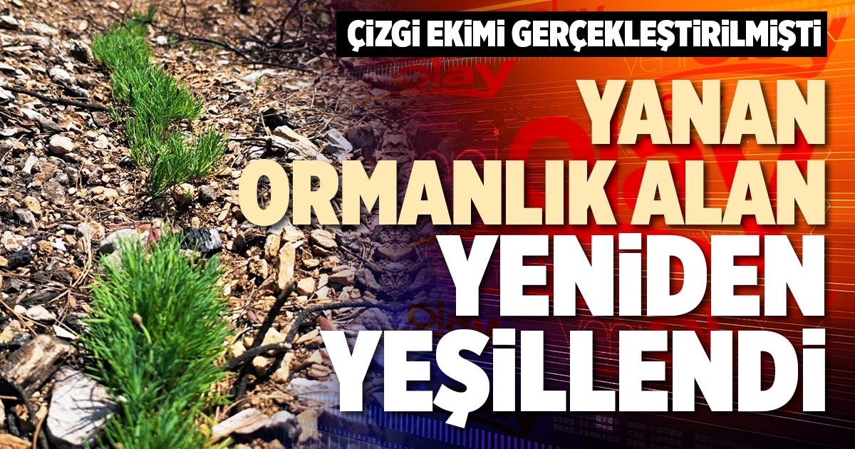 YANAN ORMANLIK ALAN YENİDEN YEŞİLLENDİ