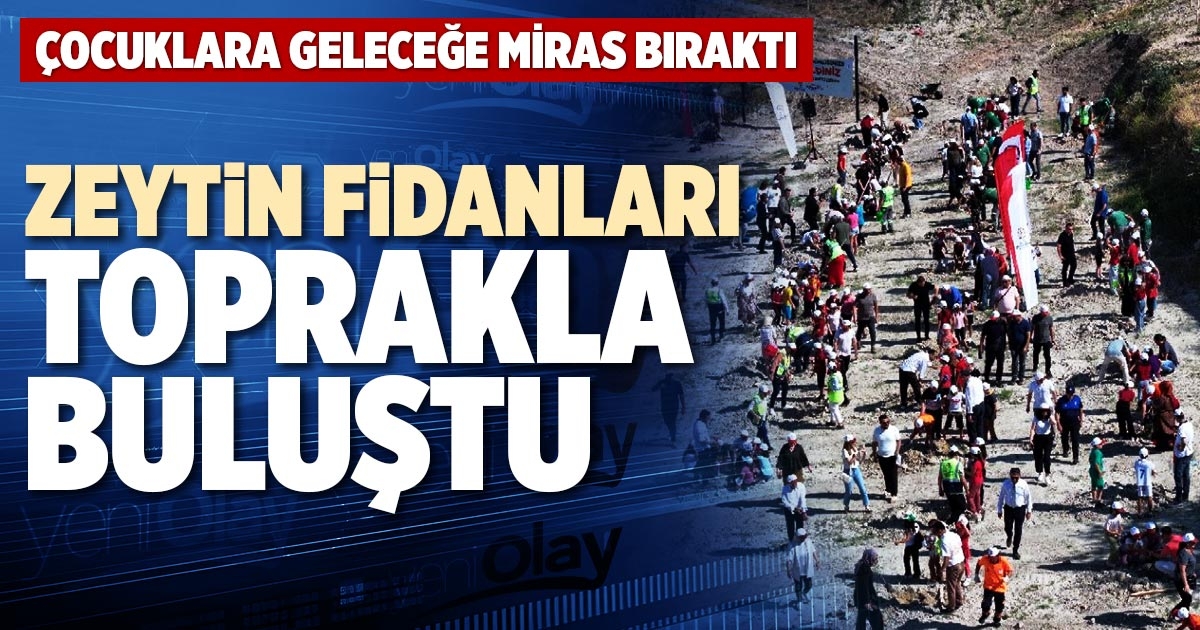 ZEYTİN FİDANLARI TOPRAKLA BULUŞTU