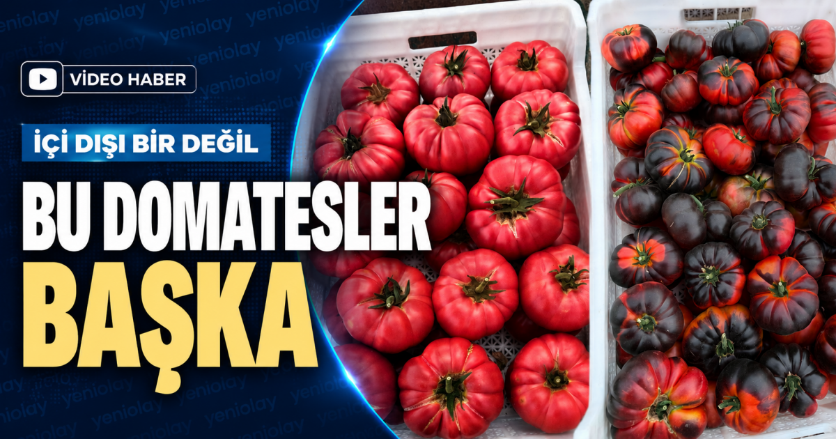BU DOMATESLER BAŞKA