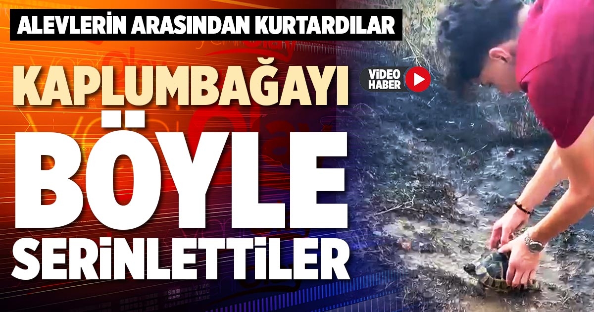 KAPLUMBAĞAYI BÖYLE SERİNLETTİLER