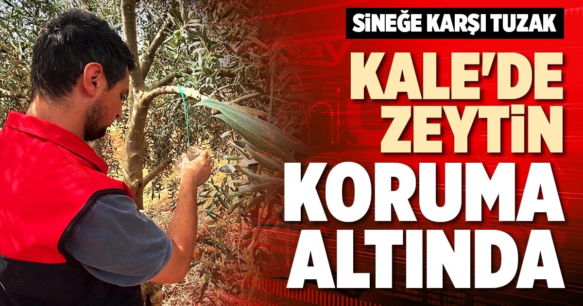 KALE'DE ZEYTİN KORUMA ALTINDA