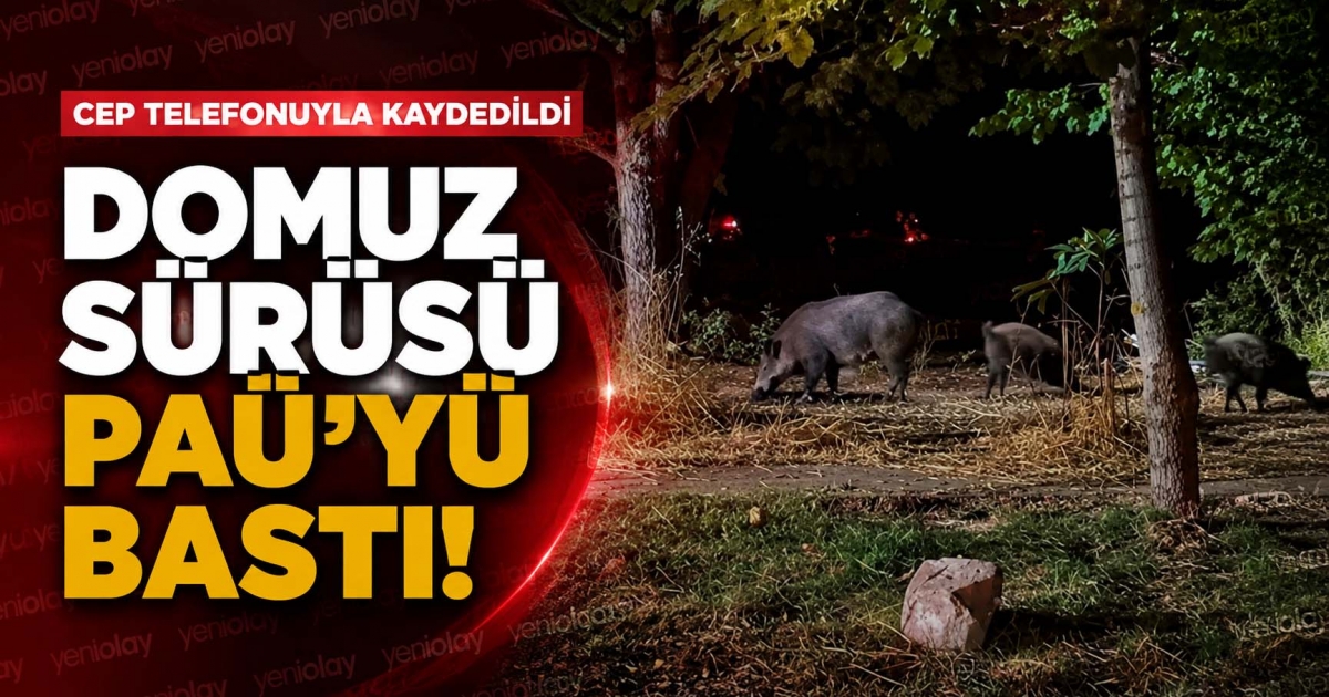 DOMUZ SÜRÜSÜ PAÜ’YÜ BASTI