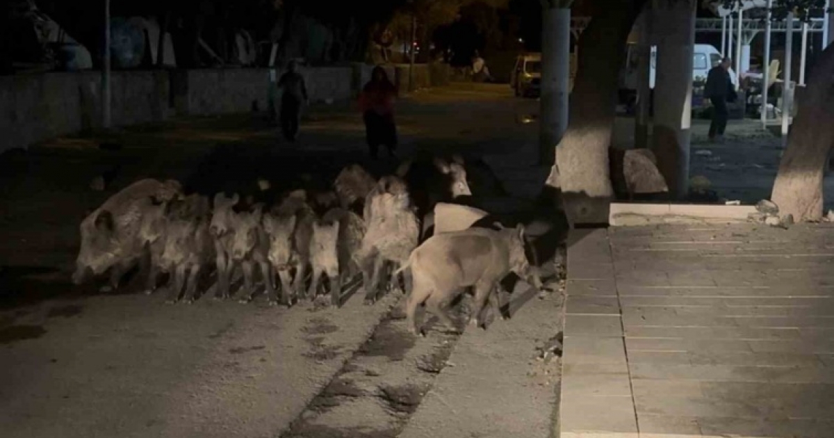BODRUM’DA DOMUZ SÜRÜSÜ MAHALLEYE İNDİ
