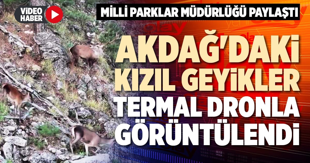 AKDAĞ'DAKİ KIZIL GEYİKLER TERMAL DRONLA GÖRÜNTÜLENDİ