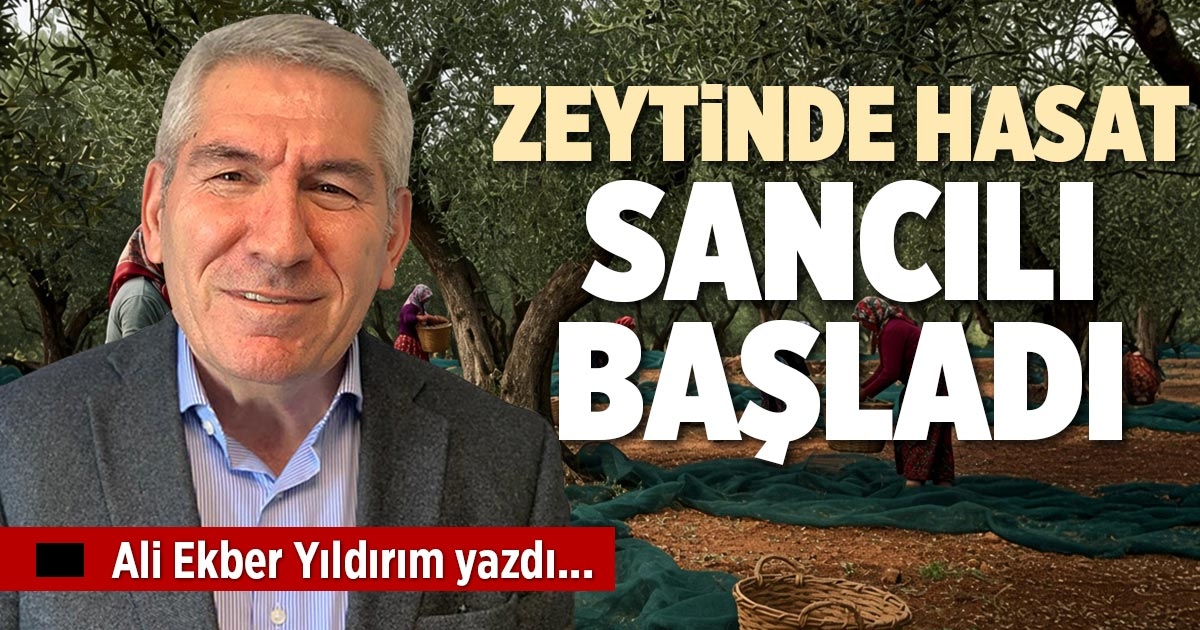 ZEYTİNDE HASAT SANCILI BAŞLADI
