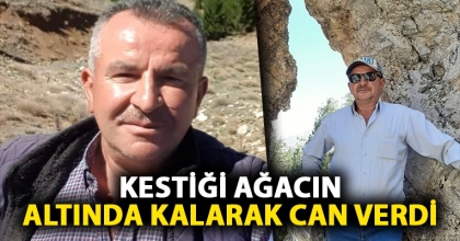 KESTİĞİ AĞACIN ALTINDA KALARAK CAN VERDİ