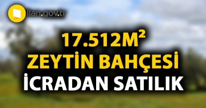 Manisa Akhisar'da 17.512m² zeytin bahçesi icradan satılıktır