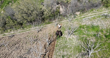 Aydın’da çiftçilerin zamana karşı yarışı başladı  