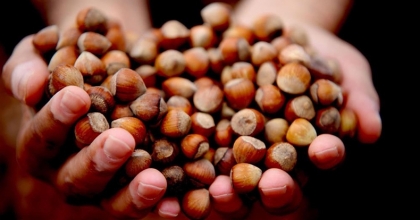 Bitkisel ürünlerde en yüksek yeterlilik derecesi fındıkta gerçekleşti  