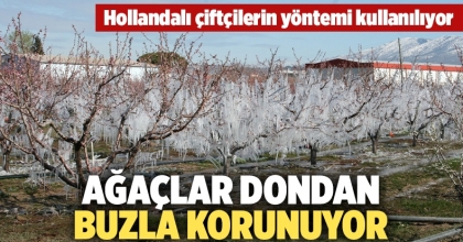 Ağaçlar dondan buzla korunuyor  