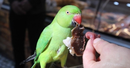 Bu papağanın yediği etin kilosu 22 bin TL