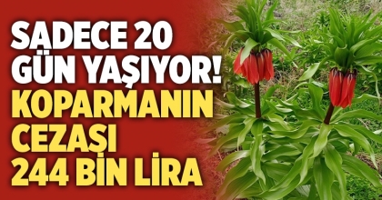 Sadece 20 gün yaşıyor, koparmanın cezası 244 bin lira   