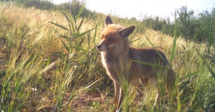 Manisa’daki fotokapan görüntüleri belgeselleri aratmadı