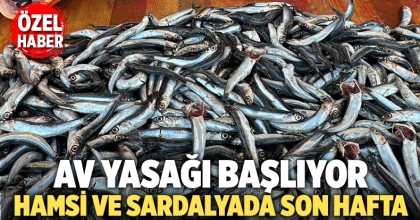 Av yasağı geliyor, hamsi ve sardalyada son hafta