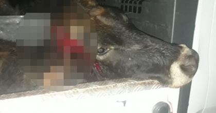 Silahla vurdukları hayvanı çalmaya çalıştılar