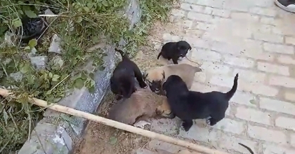 Kanalizasyon Rögarında Mahsur Kalan Yavru Köpekler Kurtarıldı  