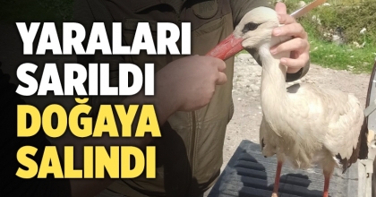 Denizli'de tedavisi tamamlanan leylek doğaya salındı
